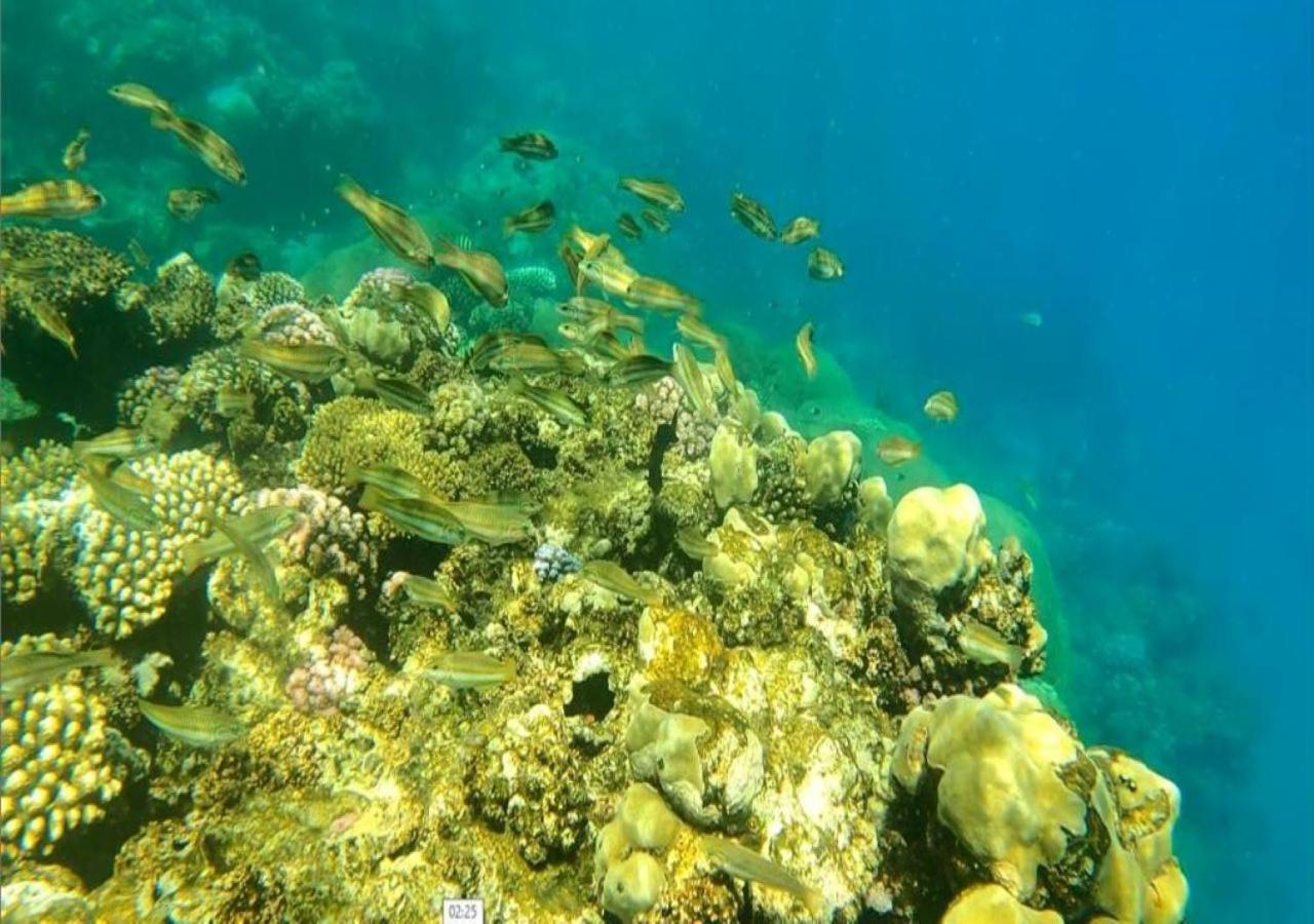 Dolphin Continental Hotel El Qoseir Εξωτερικό φωτογραφία